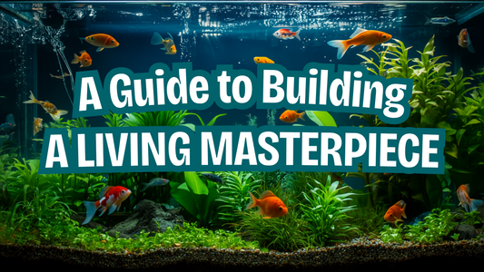 A Guide to Building a Living Masterpiece- Aquarium Products India