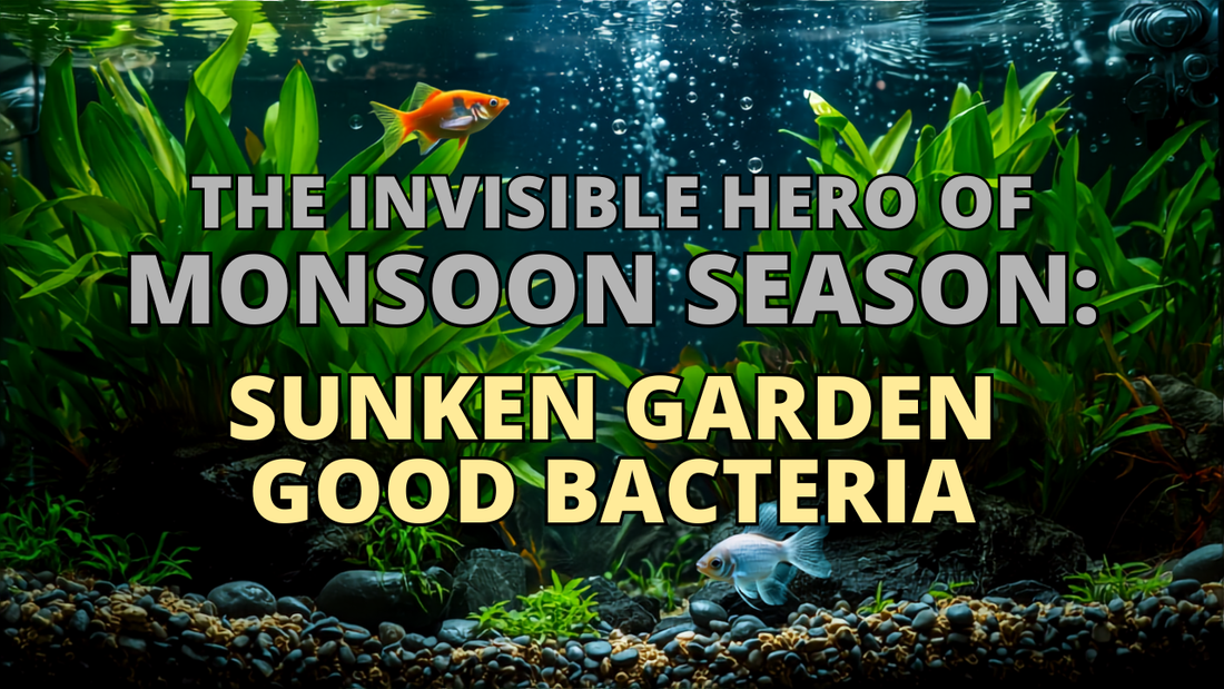 The Invisible Hero of Monsoon Season: Sunken Garden Good Bacteria