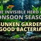 The Invisible Hero of Monsoon Season: Sunken Garden Good Bacteria