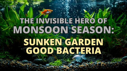 The Invisible Hero of Monsoon Season: Sunken Garden Good Bacteria