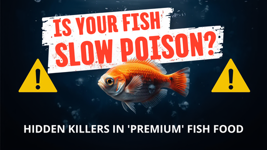 Is Your Fish Food Slow Poison? Hidden Killers in “Premium” Fish Food