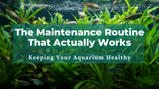 The Maintenance Routine That Actually Works- keeping Your Aquarium Healthy