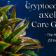 Cryptocoryne axelrodi Care Guide – The Hidden Gem of the Planted Aquarium