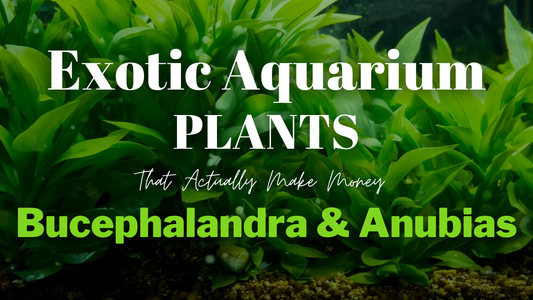 Exotic Aquarium Plants That Actually Make Money: Bucephalandra & Anubias