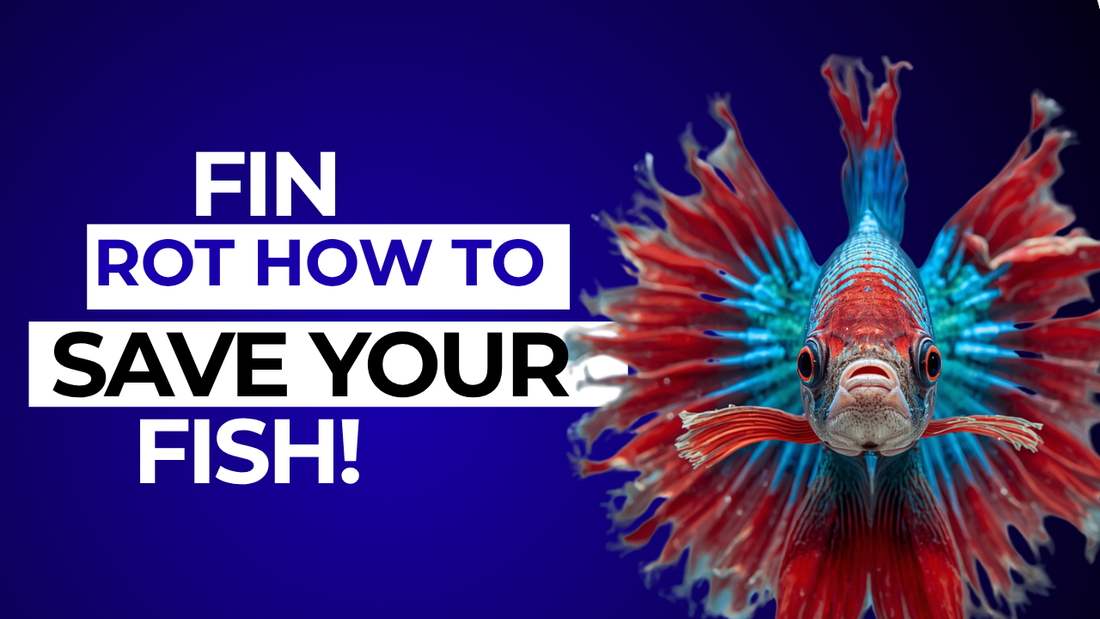 Fin Rot in Aquarium Fish: Why Your Fish's Fins Are Disappearing and How to Stop It