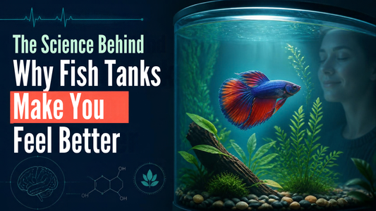 The Science Behind Why Fish Tanks Make You Feel Better