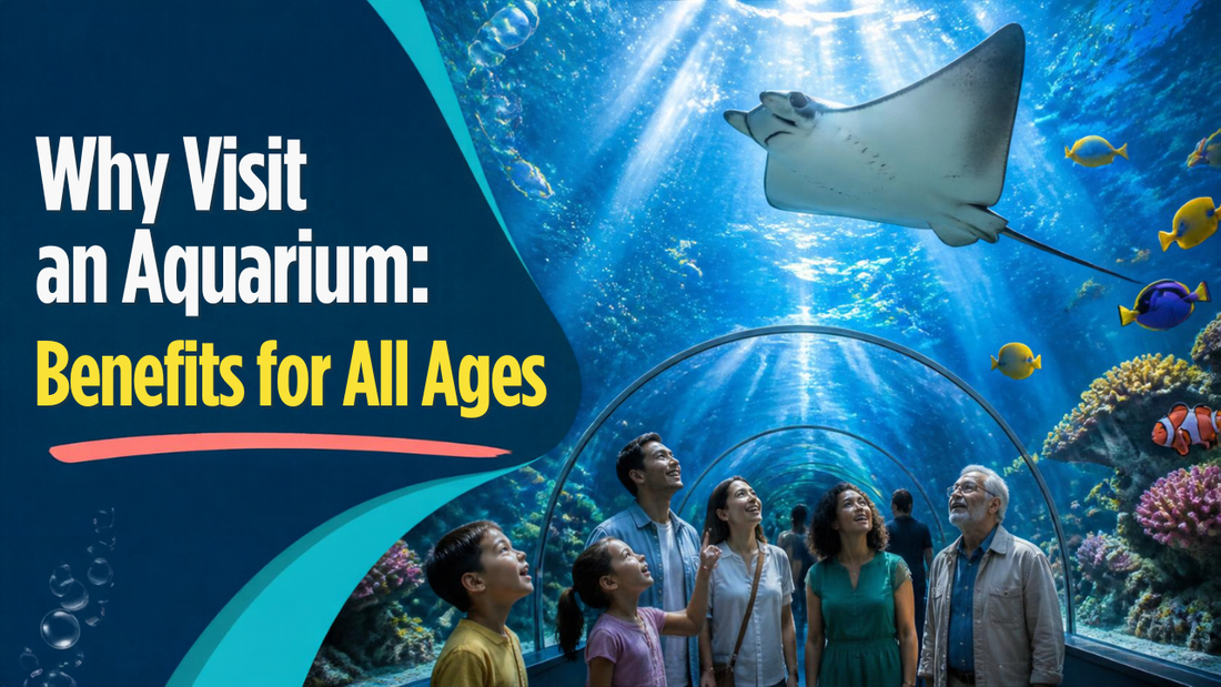 Why VIsit An Aquarium: Benefits For All Ages