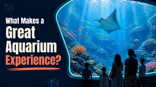 What Makes a Great Aquarium Experience