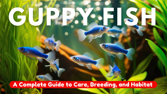 Guppy Fish: A Complete Guide to Care, Breeding, and Habitat