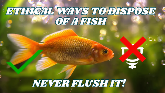 What are the ethical ways to dispose of a fish ??? DO NOT FLUSH IT.