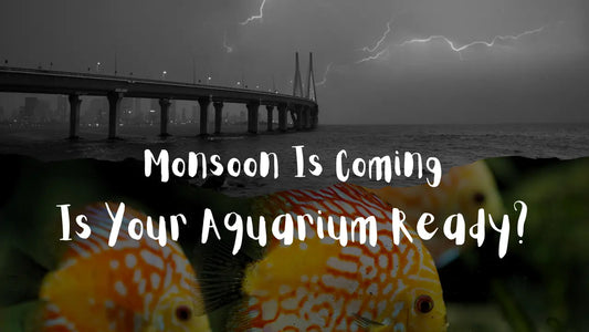 Monsoon Is Coming — Is Your Aquarium Ready?