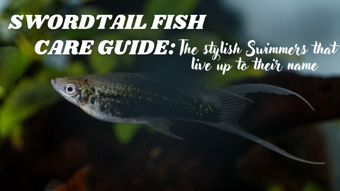 Swordtail Fish Care Guide – The Stylish Swimmers That Live Up to Their Name