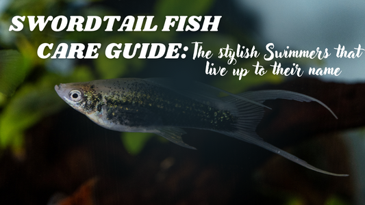 Swordtail Fish Care Guide – The Stylish Swimmers That Live Up to Their Name
