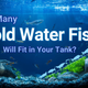 How many cold water fish will fit in your tank ?