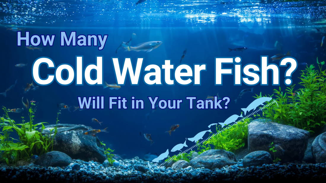 How many cold water fish will fit in your tank ?