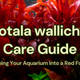 Rotala wallichii Care Guide: Turning Your Aquarium Into a Red Forest