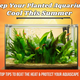 How to Maintain Planted Aquarium Temperature in Summer ?