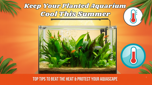 How to Maintain Planted Aquarium Temperature in Summer ?