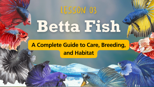 Betta Fish: A Complete Guide to Care, Breeding, and Habitat