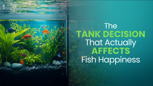 The Tank Decision That Actually Affects Fish Happiness