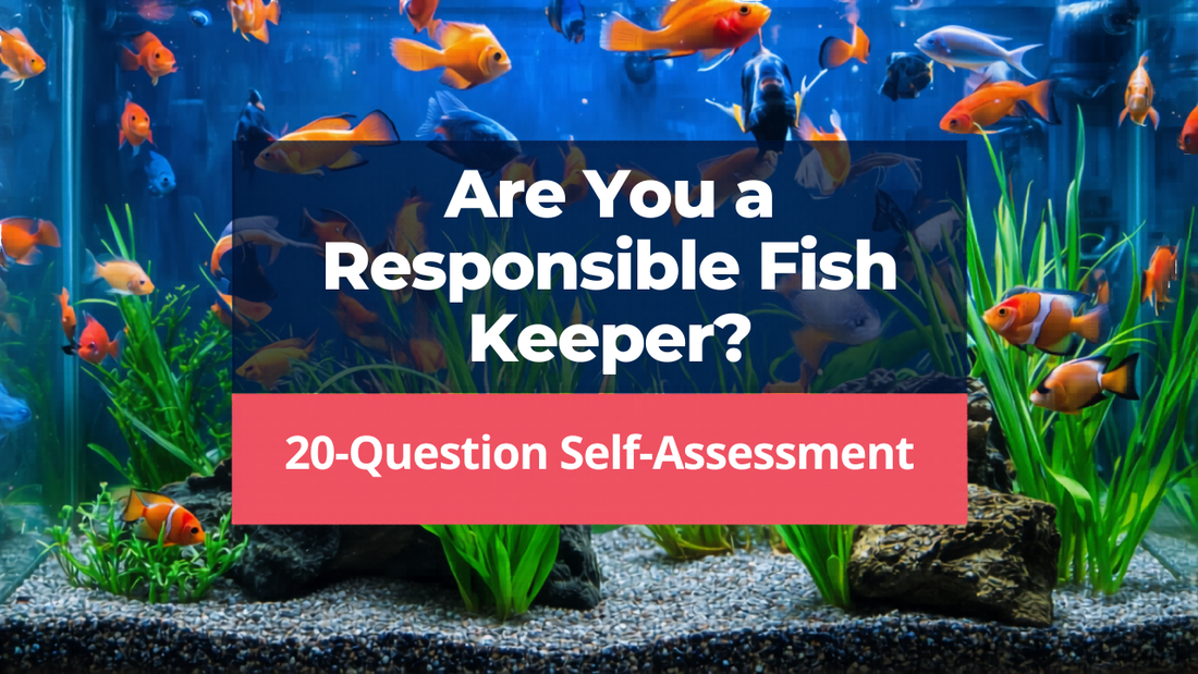Are You a Responsible Fish Keeper? Take This Honest 20-Question Self-Assessment