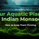 Your Aquatic Plants vs. Indian Monsoon: How to Keep Them Thriving