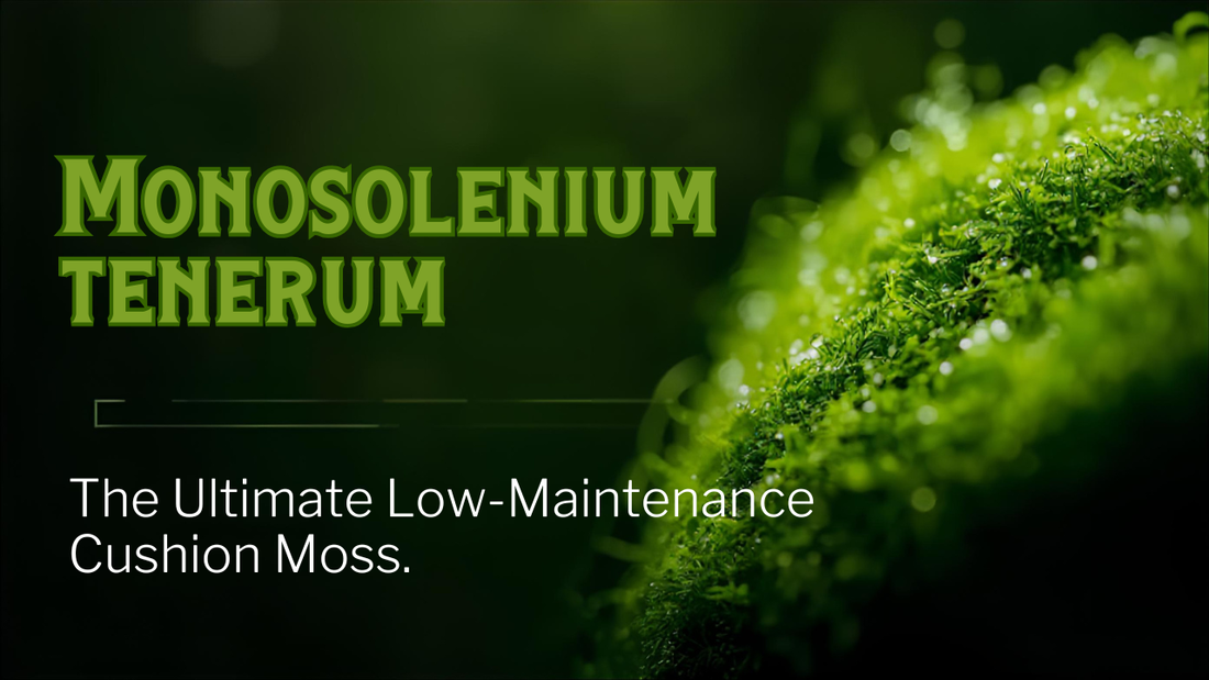 Monosolenium tenerum Care: The Ultimate Low-Maintenance Cushion Moss.