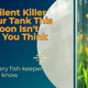 The Silent Killer in Your Tank This Monsoon Isn't What You Think