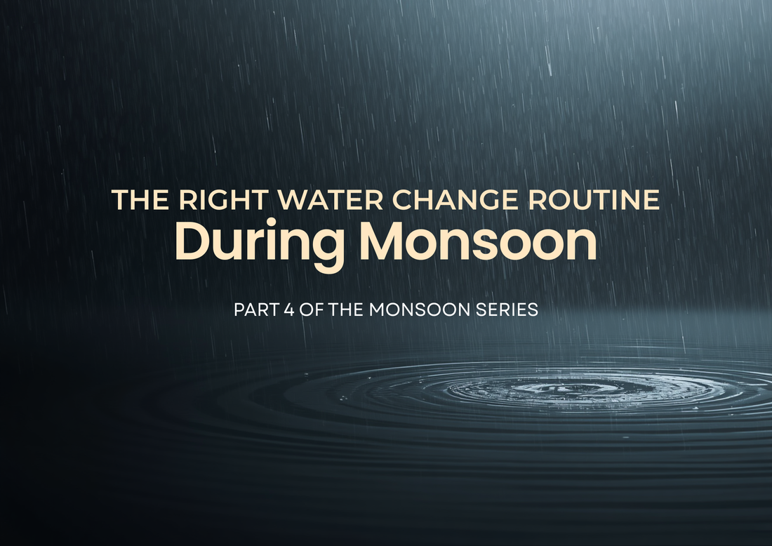 The Right Water Change Routine During Monsoon Part 4