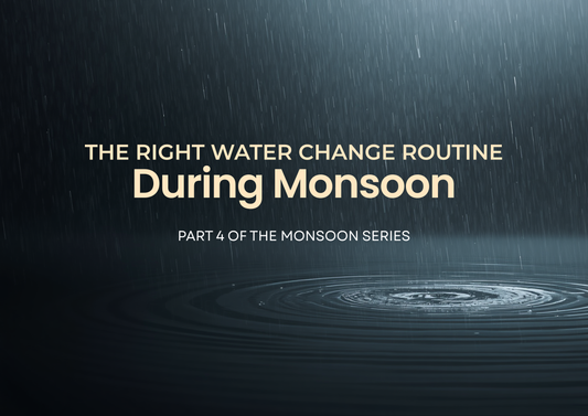 The Right Water Change Routine During Monsoon Part 4
