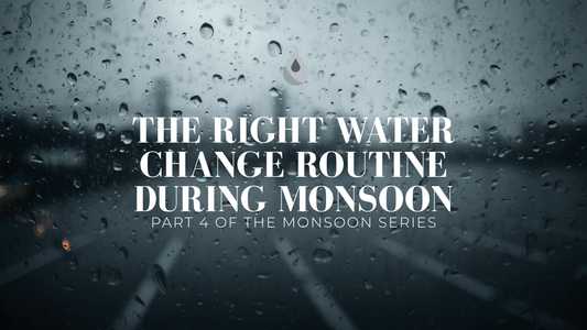 The Right Water Change Routine During Monsoon