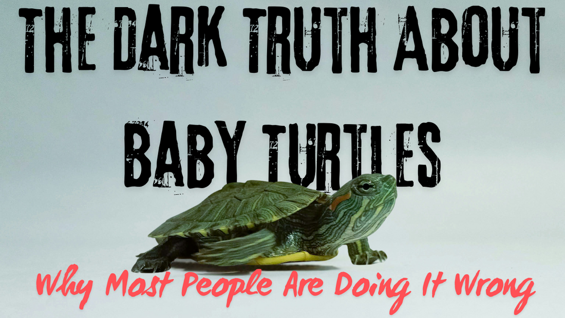 The Dark Truth About Baby Turtles: Why Most People Are Doing It Wrong