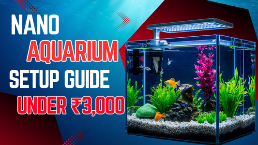 Nano Aquarium Setup Guide for Indians: Everything You Need in Under ₹3,000