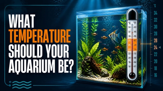 What Temperature Should Your Aquarium Be? Aquarium Products India