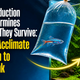 How To Acclimate New Fish To Your Tank