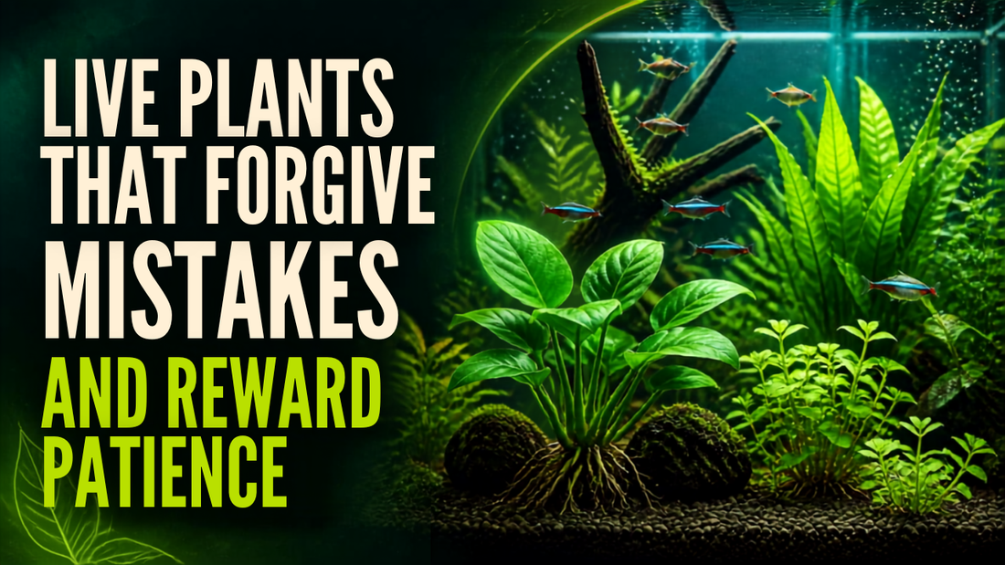 Live Plants That Forgive Mistakes And Reward Patience