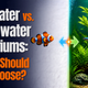 Saltwater vs. Freshwater Aquariums: Which Should You Choose?