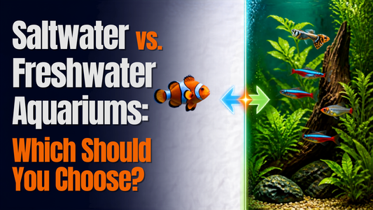 Saltwater vs. Freshwater Aquariums: Which Should You Choose?