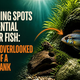 Why Hiding Spots Are Essential For Your Fish: The Most Overlooked Element Of A Healthy Tank. Aquarium Products India