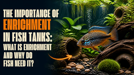 Importance of Enrichment in Fish Tanks. Aquarium Products India
