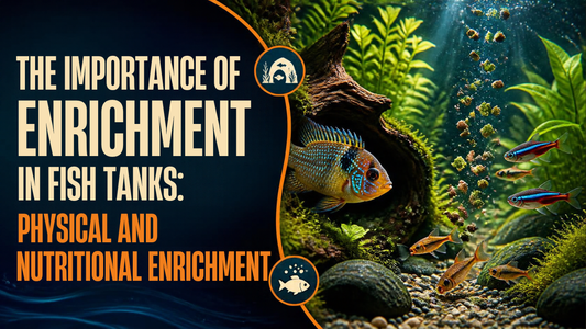 The Importance of Enrichment in Fish Tanks. Aquarium Products India
