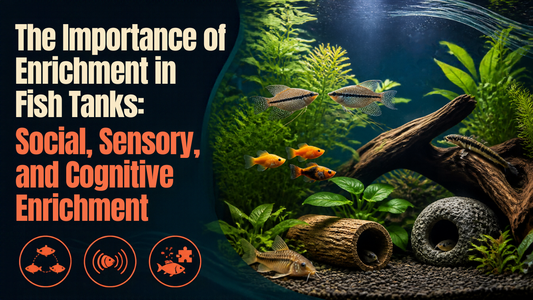 Importance of Social, Sensory, and Cognitive Enrichment in Fish Tanks. Aquarium Products India