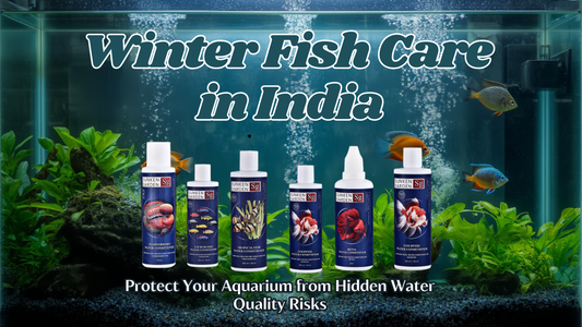 Winter Fish Care in India: Protect Your Aquarium from Hidden Water Quality Risks