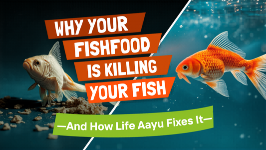 Why Your Fish Food Is Secretly Hurting Your Fish - And How Life Aayu Fixes It