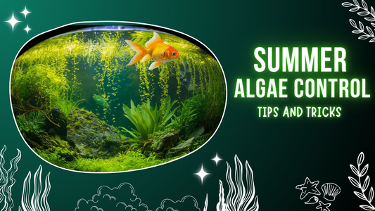 How to manage algae blooms in summer in fishtank?