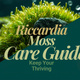 Riccardia chamedryfolia (Coral Moss) Care Guide