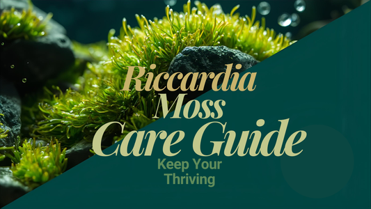 Riccardia chamedryfolia (Coral Moss) Care Guide