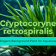 Cryptocoryne retrospiralis — Elegant Background Plant for Aquascapes