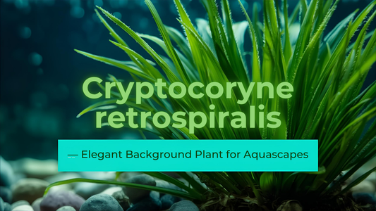 Cryptocoryne retrospiralis — Elegant Background Plant for Aquascapes