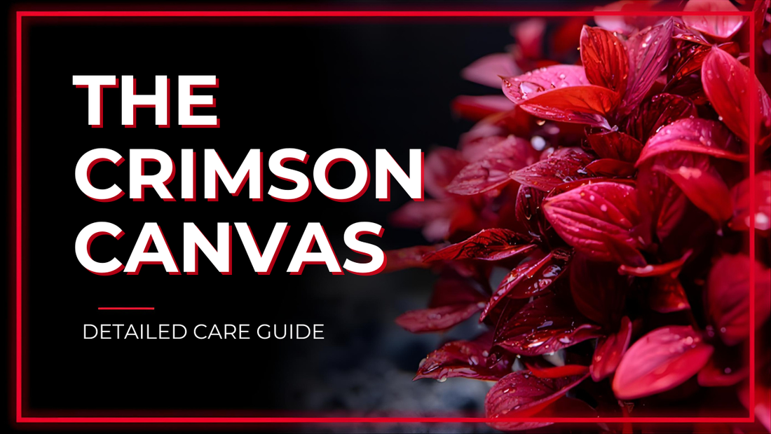 The Crimson Canvas: A Detailed Care Guide for Rotala rotundifolia 'High Red'